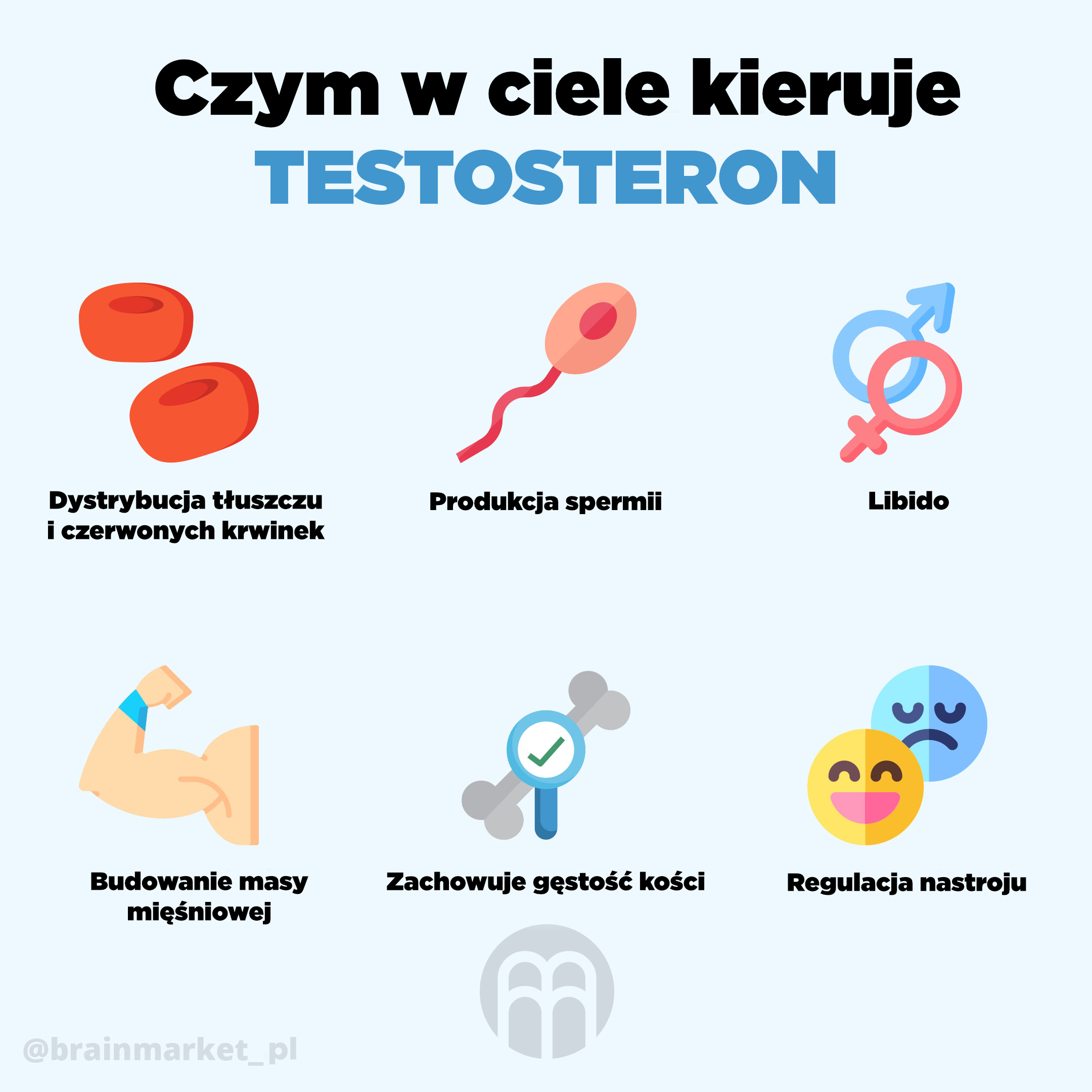 testosteron-brainmarket-infografika_pl